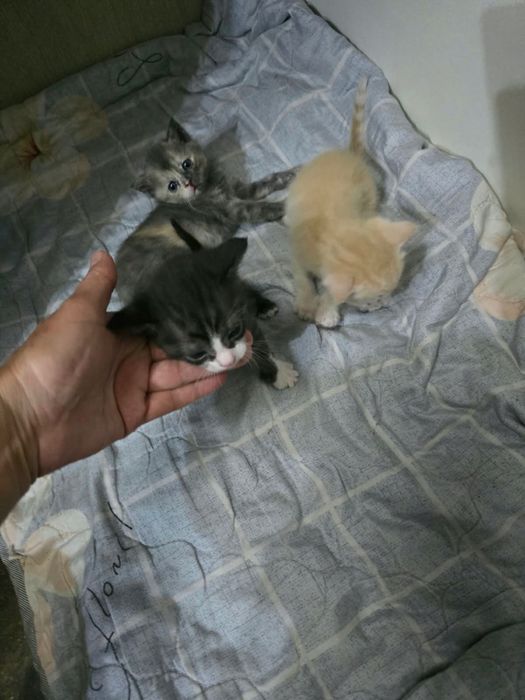 отдам котят и 2 кошек