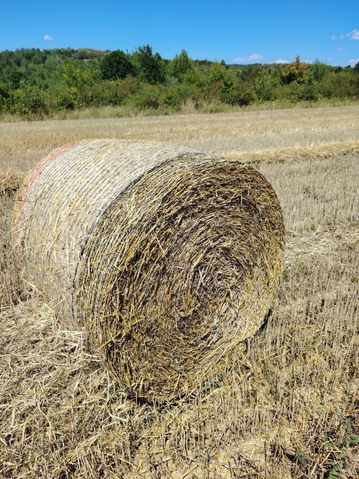 Vând baloți rotunzi paie grâu 125/125
