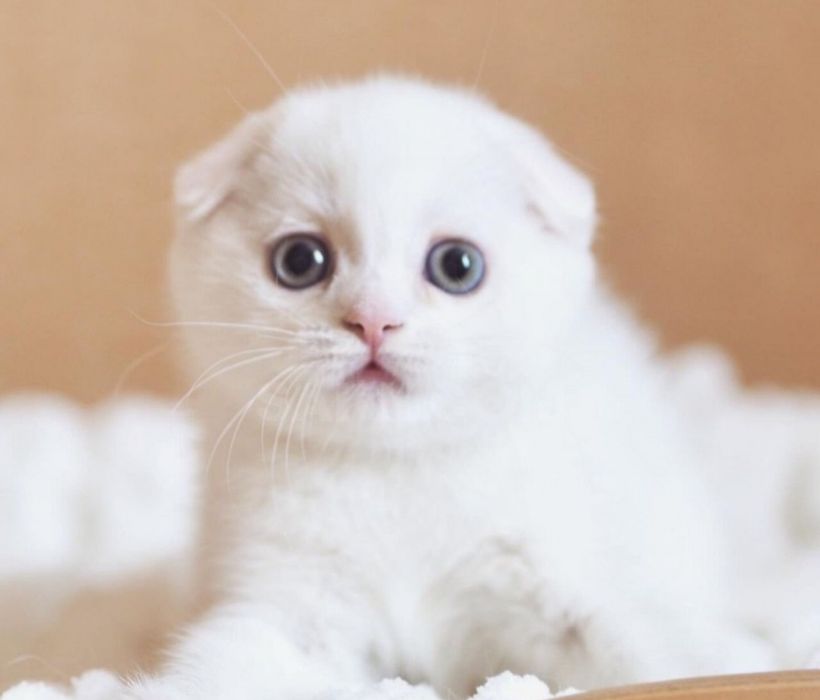 Продаются белоснежные котята Скотиш Фолд