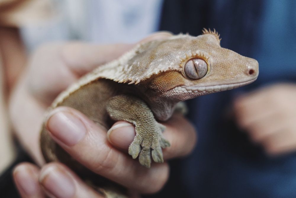 Hemidactylus imbricatus și crested gecko