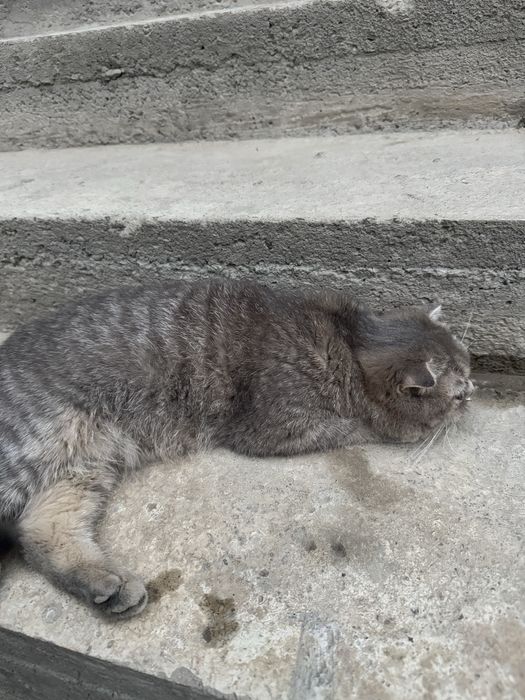 Скотиш страйт британский