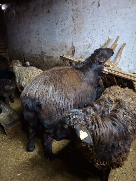 Продам кошкара чистый едельбайские