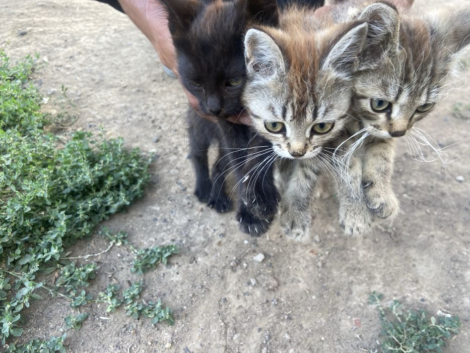 Ищем дом 3 красивым котятам!