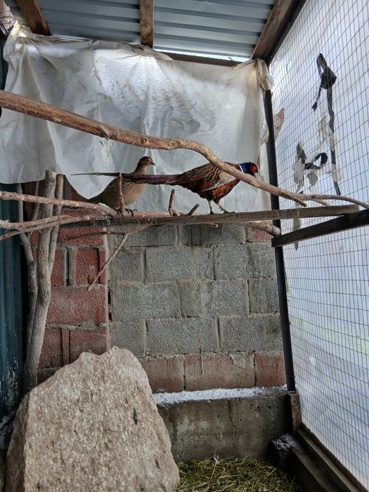 Қырғауыл сатылады