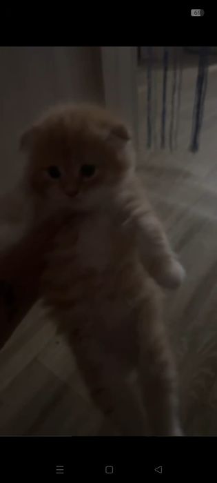 Отдам даром котенка