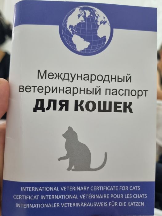 Турецкий ангора акилли эркак мушук сотилади .