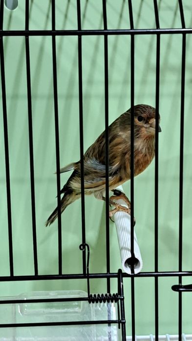 Vând Hibrizi Arlechin - Masculi Excepționali (11 luni & 1 an)