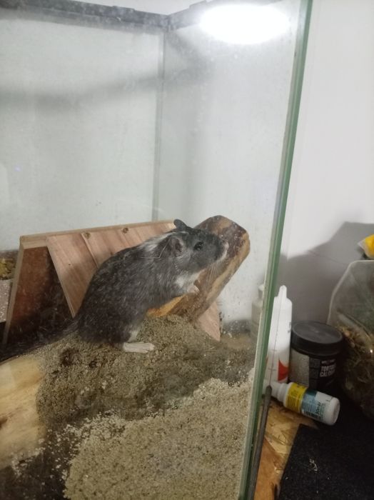 Vând gerbil,veverița mongoleza