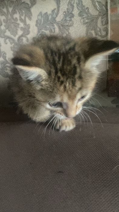 Котята домашние девочки
