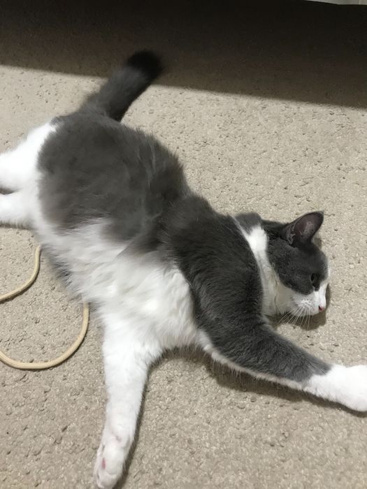 Skotch strayt 2 yosh ikqat toza foldga qoshilgan srochna sotiladi 500