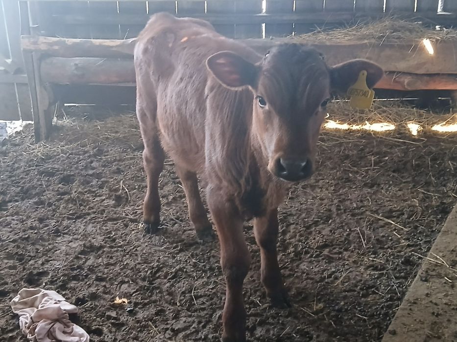 Продам телёнка..