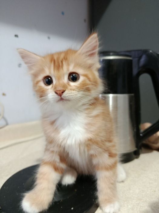 Отдам даром котят