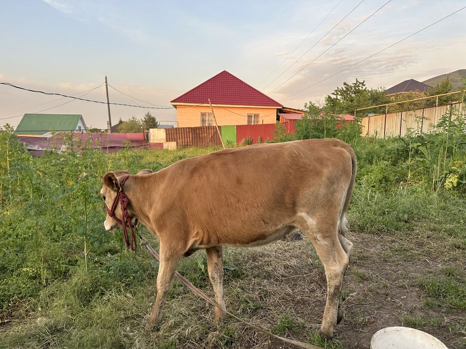 7 айлык бузаулар