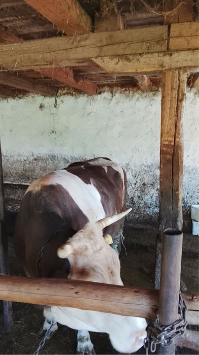 Vaca cu vitea de vanzare