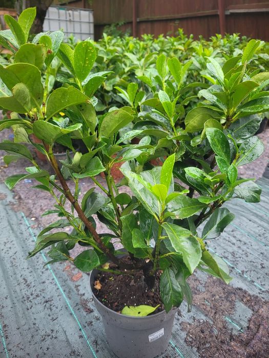 Laur englezesc Etna 50-60cm - foarte ramificat