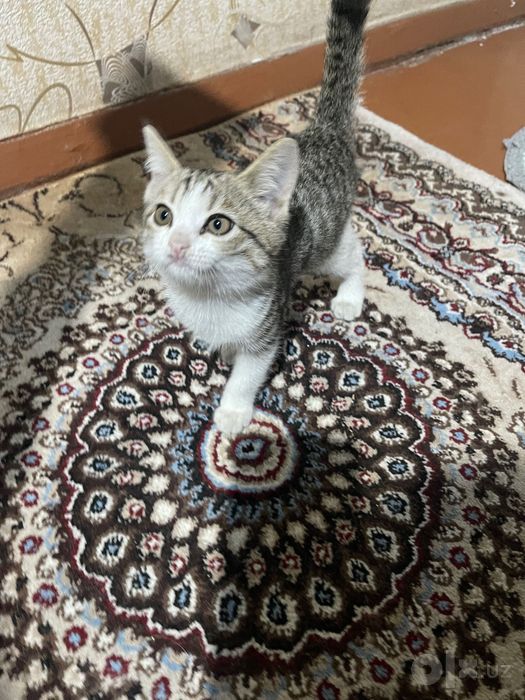 Котенок домашний, для пристройства, 2 месяца