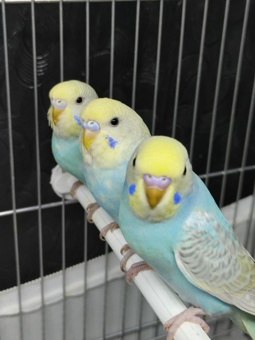 Продам попугай радужный