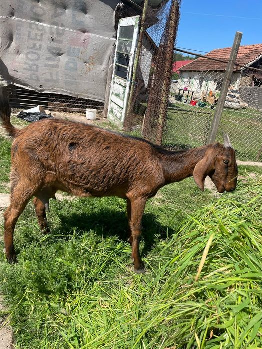 Vând familie anglo nubian