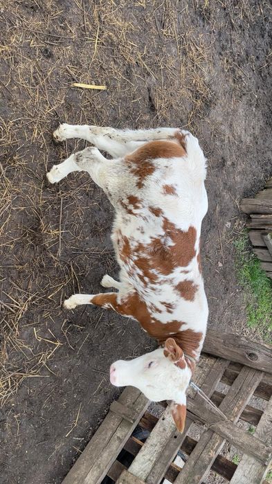 De vânzare vițică bălțată românească