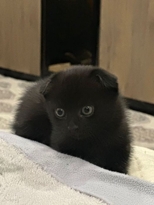 Вислоухий котенок черный