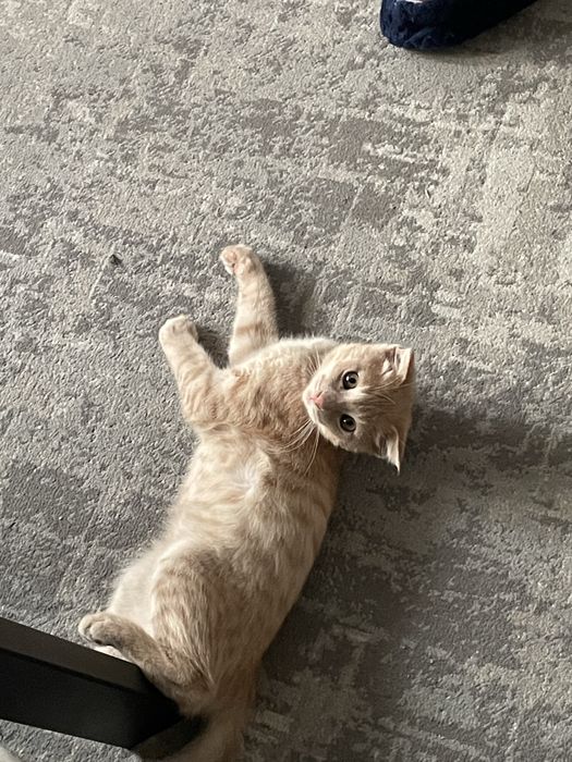 продам котёнка! 10.000