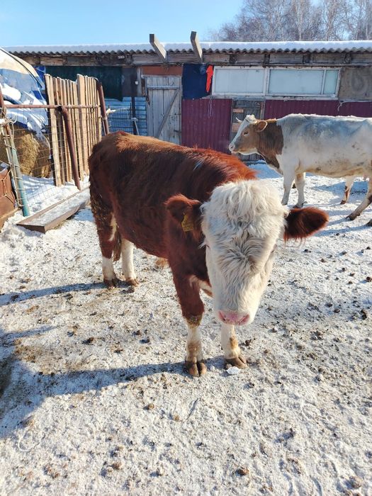 Бұқа сатамын 1жас 9 ай