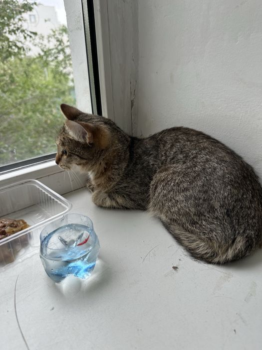 Котик ищет дом, Астана