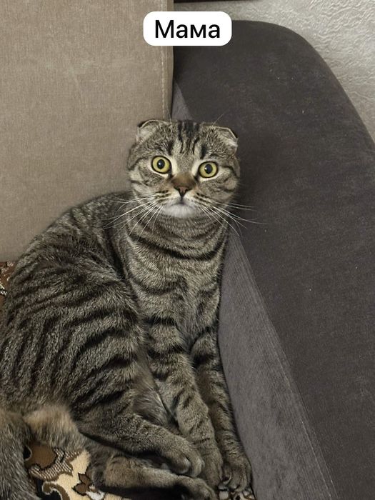 Продам  Шотландских котят идёт бронь