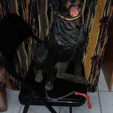 Собаки фен шую интерьер