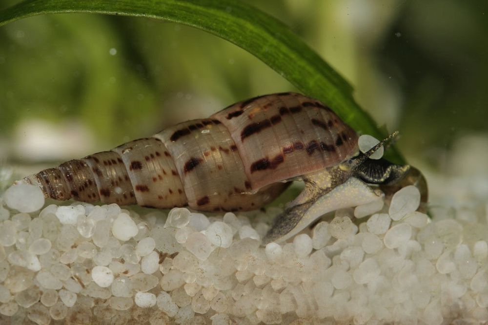 Аквариумная Улитка Мелания, Аквариум, Улитки, Малюск