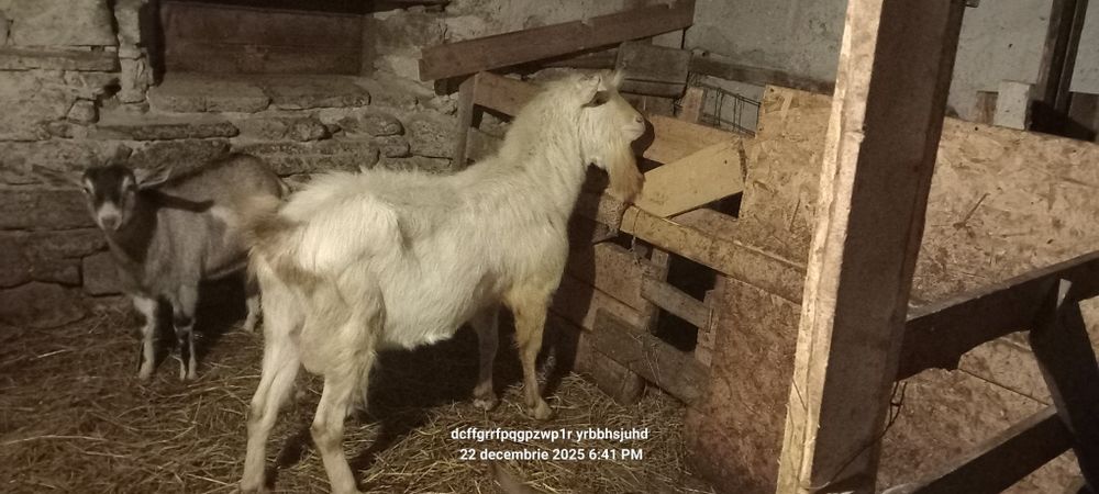 Țap zaanen are Aproximativ 2 ani