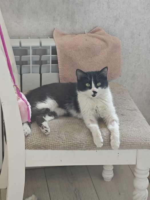 Молодая кошка ищет дом