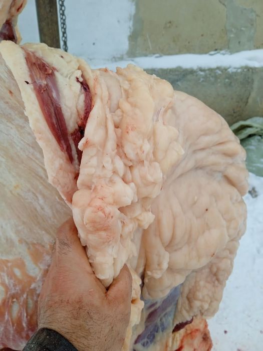 Жылқы откорм  сатылады