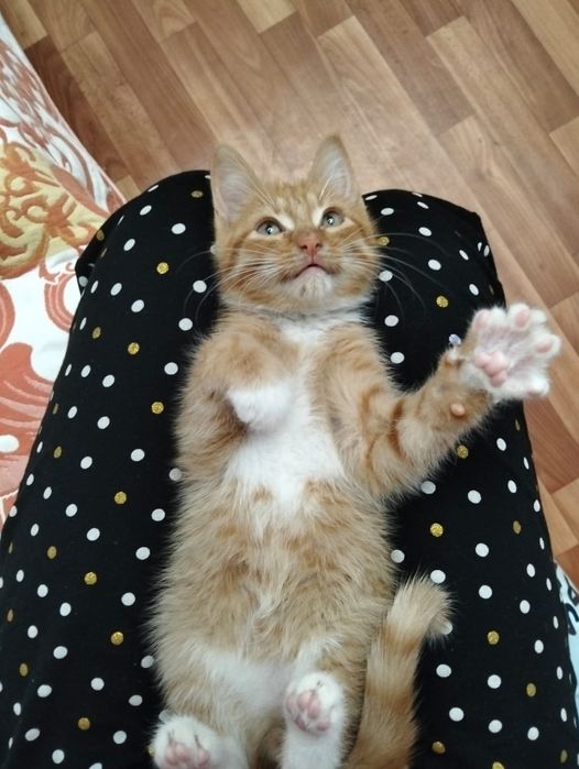 Отдам котёнка в добрые руки