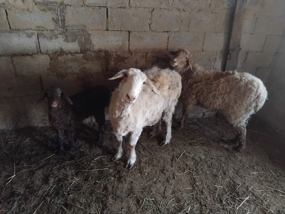 Сатамын ,продам!