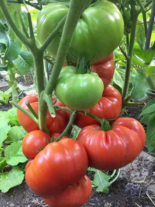 Домашни семена от селски червен и селски розов домат