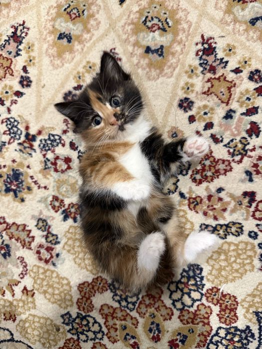 Котята домашние