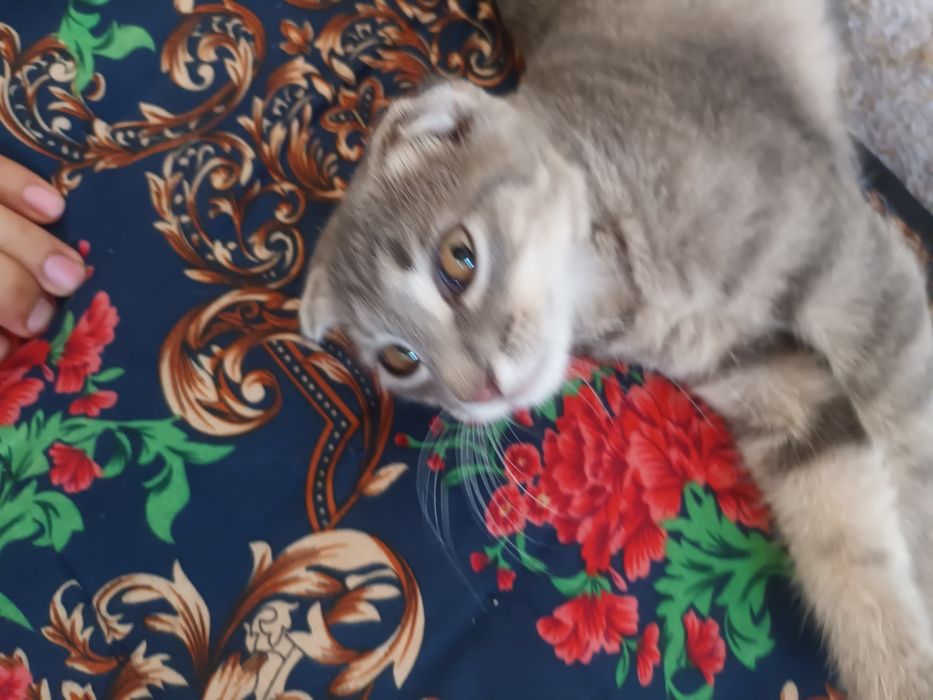 Scottish Fold qiz bola