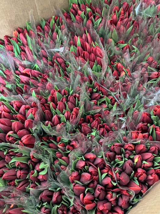 Тюльпаны предзаказы