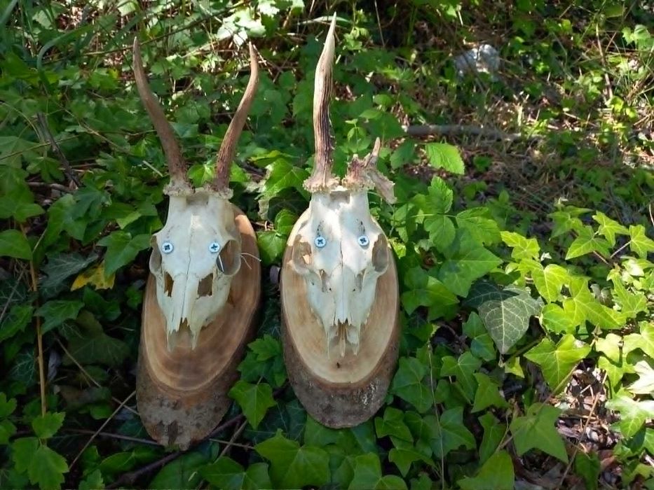 trofeu,trofee,craniu,coarne gothic rock