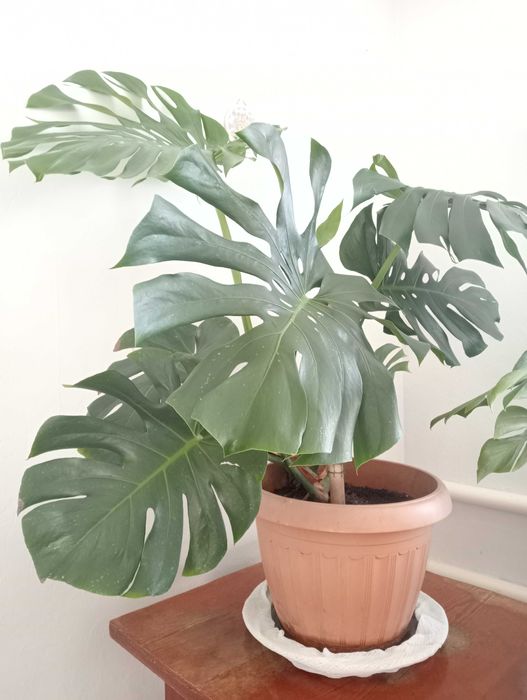 Цветы комнатные.