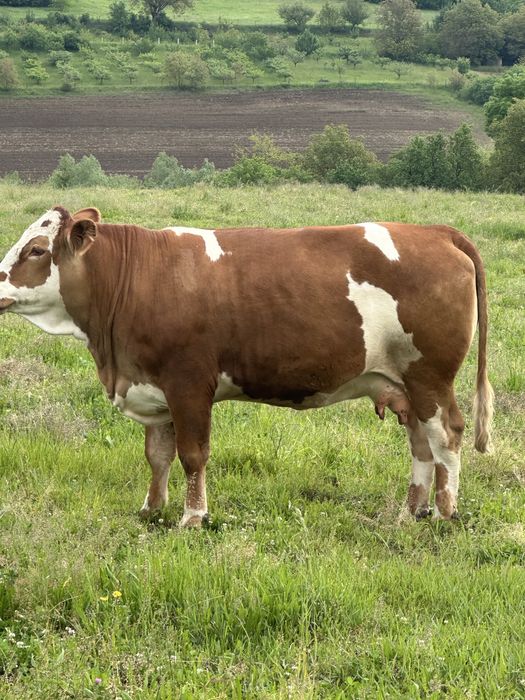 Juninca de vanzare