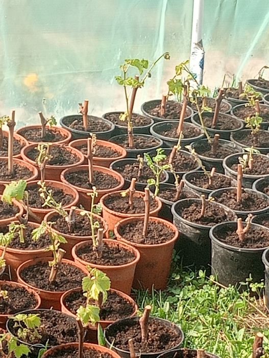 Viță de vie înrădăcinată la ghiveci