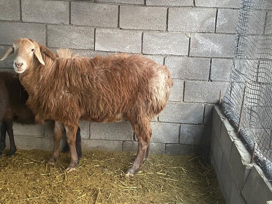 Продам большого барана