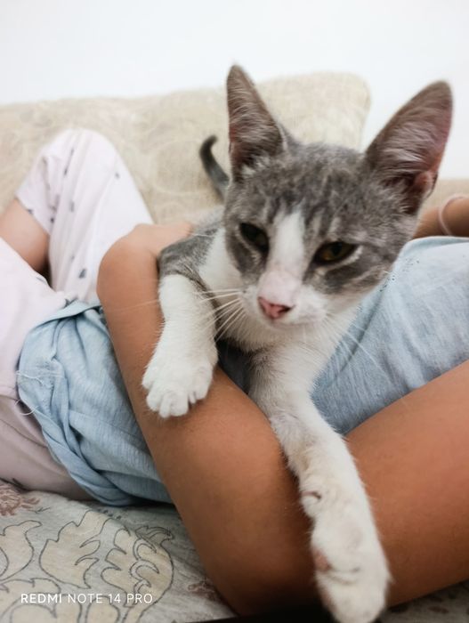 Котенок в добрые руки