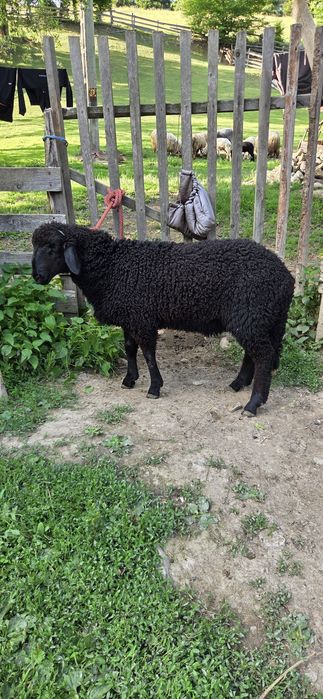 Berbecuț de 3 luni de vanzare