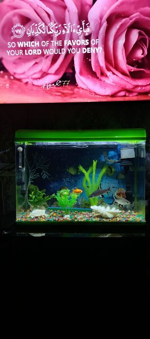 Аквариум аквариум