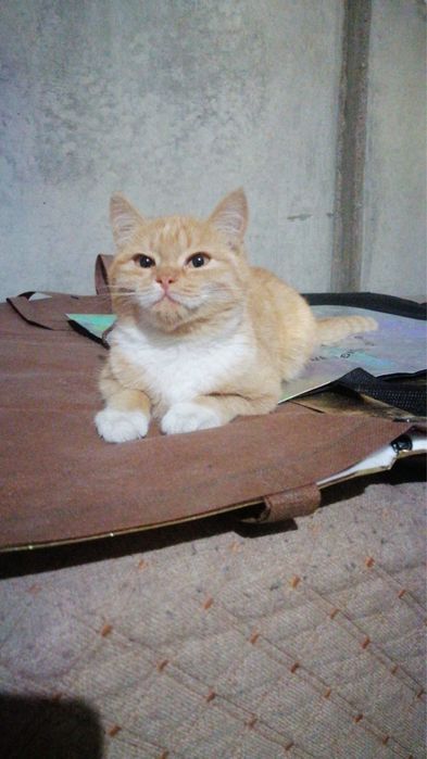 Животные кошки.