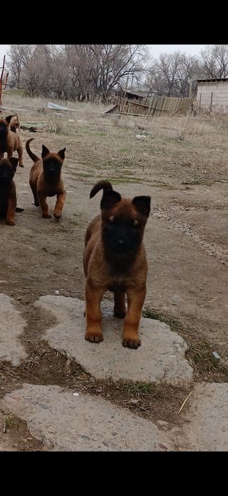 бельгийский овчарка щенки