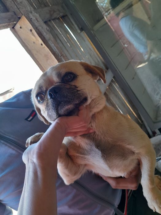 Мопс 1жаста есімі Бобик